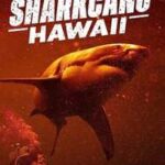 ดูหนังออนไลน์ฟรี Sharkcano Hawaii (2023) ฉลามคาโน ฮาวาย